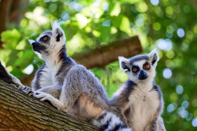 Slintačka a krívačka ovplyvnila aj prevádzku slovenských ZOO, tie museli svoje brány zatvoriť