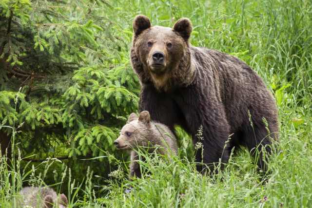 Na Petra zaútočila medvedica. Sprej mu nepomohol, do hlavy jej zaťal sekerou